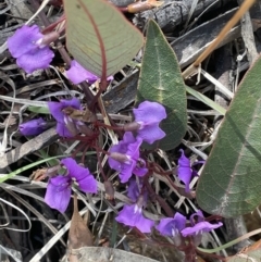 Hardenbergia violacea (False Sarsaparilla) at Stirling Park - 21 Sep 2021 by JaneR