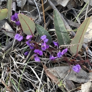 Hardenbergia violacea at Yarralumla, ACT - 21 Sep 2021