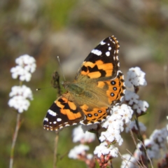 Vanessa kershawi (Australian Painted Lady) at Mount Taylor - 20 Sep 2021 by MatthewFrawley