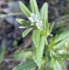 Buglossoides arvensis (Sheepweed) at Stirling Park - 21 Sep 2021 by JaneR