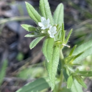 Buglossoides arvensis at Yarralumla, ACT - 21 Sep 2021