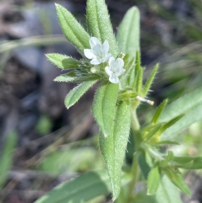 Buglossoides arvensis (Sheepweed) at Yarralumla, ACT - 21 Sep 2021 by JaneR