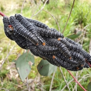 Perga sp. (genus) at Majura, ACT - 20 Sep 2021 11:46 AM