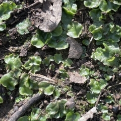 Lunularia cruciata (A thallose liverwort) at Stirling Park - 21 Sep 2021 by JaneR