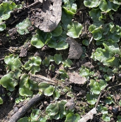 Lunularia cruciata (A thallose liverwort) at Yarralumla, ACT - 21 Sep 2021 by JaneR