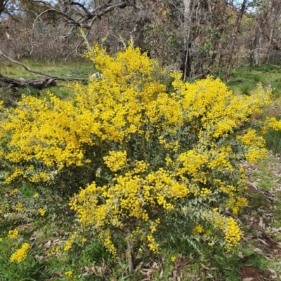 Acacia cultriformis (Knife Leaf Wattle) at Majura, ACT - 21 Sep 2021 by Helberth