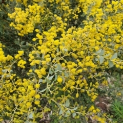 Acacia cultriformis at Majura, ACT - 21 Sep 2021 10:15 AM