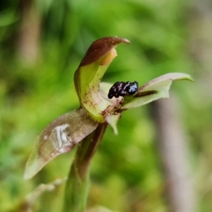 Chiloglottis trapeziformis at Acton, ACT - 21 Sep 2021