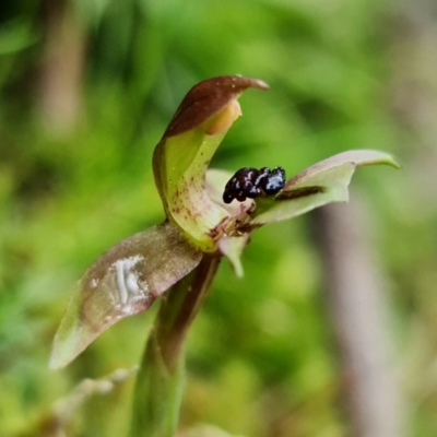 Chiloglottis trapeziformis (Diamond Ant Orchid) at Acton, ACT - 21 Sep 2021 by RobG1