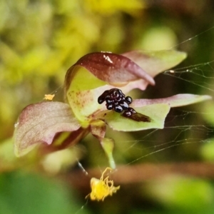 Chiloglottis trapeziformis at Acton, ACT - 21 Sep 2021