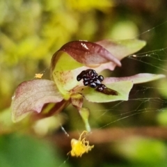 Chiloglottis trapeziformis at Acton, ACT - 21 Sep 2021