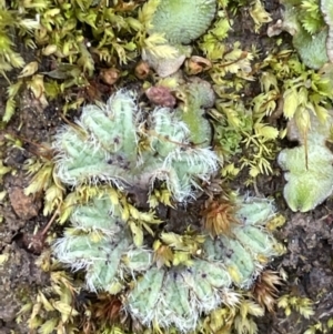 Riccia crinita at Yarralumla, ACT - 21 Sep 2021