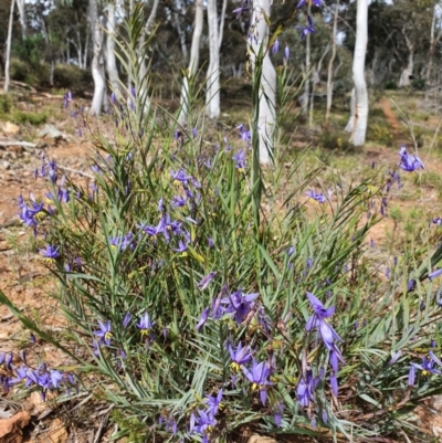 Stypandra glauca (Nodding Blue Lily) at Mount Ainslie - 16 Sep 2021 by Helberth