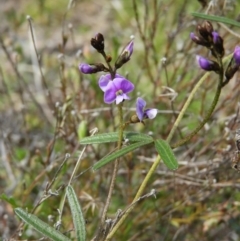 Glycine clandestina (Twining Glycine) at Mount Taylor - 20 Sep 2021 by MatthewFrawley