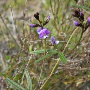 Glycine clandestina at Kambah, ACT - 20 Sep 2021 11:47 AM