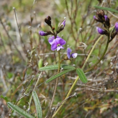 Glycine clandestina (Twining Glycine) at Mount Taylor - 20 Sep 2021 by MatthewFrawley