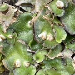 Lunularia cruciata (A thallose liverwort) at Yarralumla, ACT - 21 Sep 2021 by JaneR