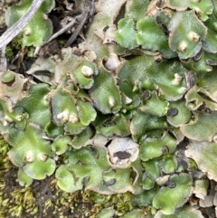 Lunularia cruciata at Yarralumla, ACT - 21 Sep 2021