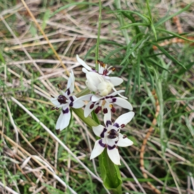 Wurmbea dioica subsp. dioica (Early Nancy) at Mount Ainslie - 16 Sep 2021 by Helberth