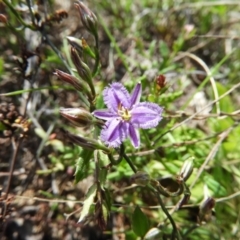 Thysanotus patersonii (Twining Fringe Lily) at Kambah, ACT - 20 Sep 2021 by MatthewFrawley