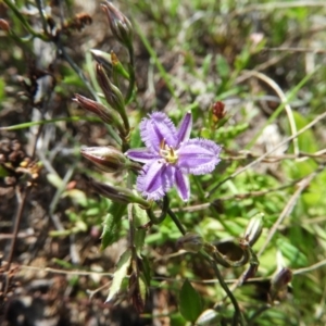 Thysanotus patersonii at Kambah, ACT - 20 Sep 2021