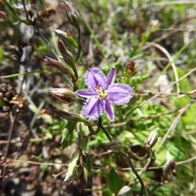 Thysanotus patersonii (Twining Fringe Lily) at Mount Taylor - 20 Sep 2021 by MatthewFrawley