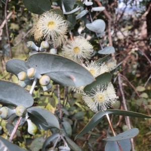 Eucalyptus cinerea at Weston, ACT - 12 Sep 2021