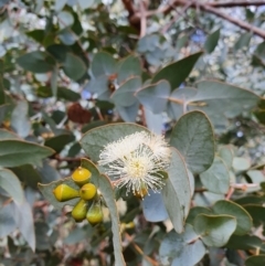 Eucalyptus cinerea at Weston, ACT - 12 Sep 2021 10:18 AM