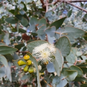 Eucalyptus cinerea at Weston, ACT - 12 Sep 2021