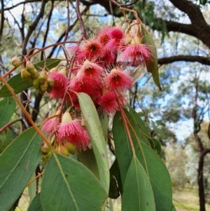 Eucalyptus leucoxylon at Lyons, ACT - 12 Sep 2021
