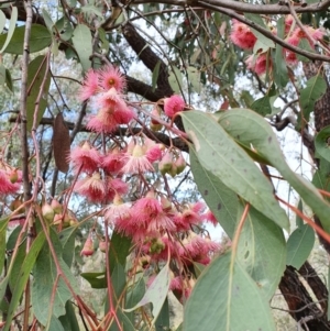 Eucalyptus leucoxylon at Lyons, ACT - 12 Sep 2021 10:16 AM