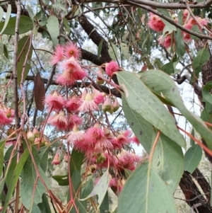 Eucalyptus leucoxylon at Lyons, ACT - 12 Sep 2021