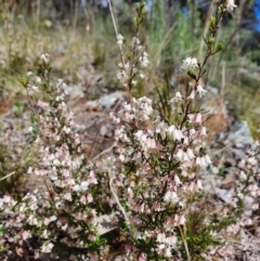 Cryptandra amara (Bitter Cryptandra) at Majura, ACT - 14 Sep 2021 by Helberth