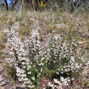 Cryptandra amara at Majura, ACT - 14 Sep 2021