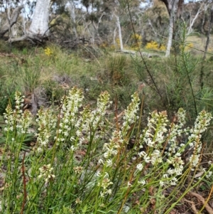 Stackhousia monogyna at Majura, ACT - 16 Sep 2021 11:23 AM