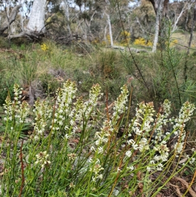 Stackhousia monogyna (Creamy Candles) at Mount Ainslie - 16 Sep 2021 by Helberth
