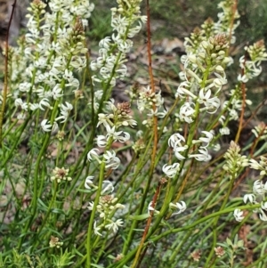 Stackhousia monogyna at Majura, ACT - 16 Sep 2021