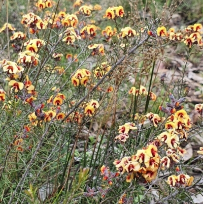 Dillwynia sp. Yetholme (P.C.Jobson 5080) NSW Herbarium at Mount Ainslie - 16 Sep 2021 by Helberth