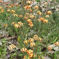 Dillwynia sp. Yetholme (P.C.Jobson 5080) NSW Herbarium at Majura, ACT - 16 Sep 2021 11:29 AM