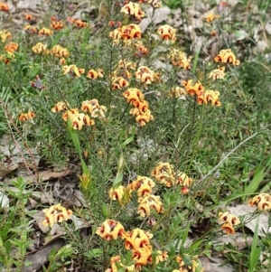 Dillwynia sp. Yetholme (P.C.Jobson 5080) NSW Herbarium at Majura, ACT - 16 Sep 2021 11:29 AM