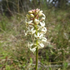 Stackhousia monogyna (Creamy Candles) at Kambah, ACT - 20 Sep 2021 by MatthewFrawley