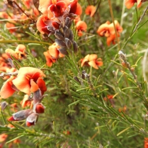 Dillwynia sp. Yetholme (P.C.Jobson 5080) NSW Herbarium at Kambah, ACT - 20 Sep 2021