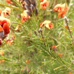 Dillwynia sp. Yetholme (P.C.Jobson 5080) NSW Herbarium at Kambah, ACT - 20 Sep 2021 12:30 PM