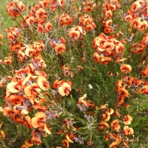 Dillwynia sp. Yetholme (P.C.Jobson 5080) NSW Herbarium at Kambah, ACT - 20 Sep 2021 12:30 PM