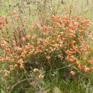 Dillwynia sp. Yetholme (P.C.Jobson 5080) NSW Herbarium at Kambah, ACT - 20 Sep 2021 12:30 PM