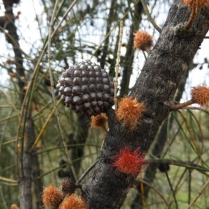 Allocasuarina verticillata at Kambah, ACT - 20 Sep 2021