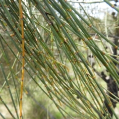 Allocasuarina verticillata at Kambah, ACT - 20 Sep 2021 11:52 AM