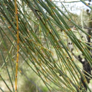 Allocasuarina verticillata at Kambah, ACT - 20 Sep 2021