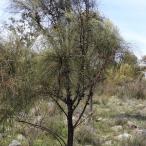 Allocasuarina verticillata at Kambah, ACT - 20 Sep 2021