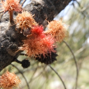 Allocasuarina verticillata at Kambah, ACT - 20 Sep 2021 11:52 AM